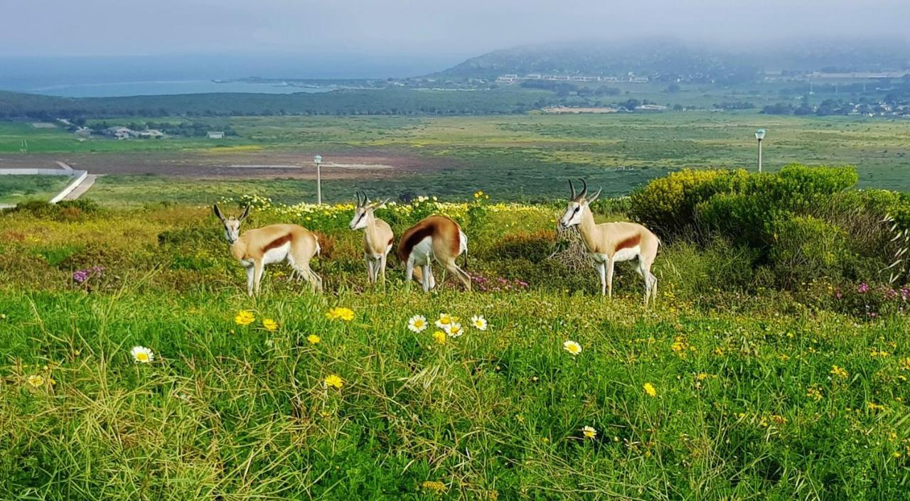 Berg En Dal Accommodation Saldanha Bay Bagian luar foto